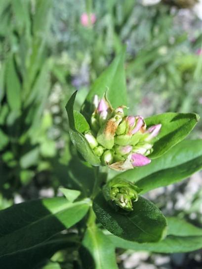 Name:  phlox.jpg
Views: 734
Size:  29.8 KB