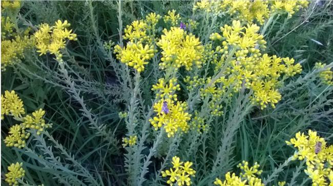 Name:  sedum 09.07.2016.jpg
Views: 665
Size:  67.4 KB