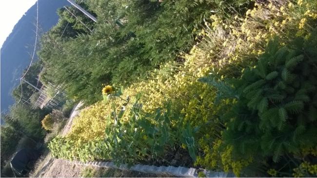 Name:  sedum 2-09.07.2016.jpg
Views: 642
Size:  58.1 KB