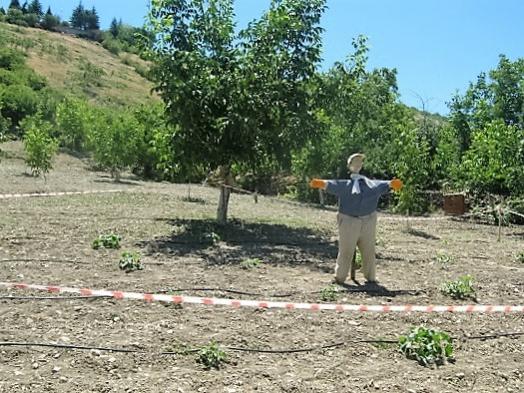 Name:  bostan korkuluu.jpg
Views: 562
Size:  62.2 KB
