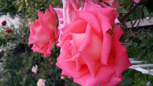 Name:  20160608_194441.jpg
Views: 516
Size:  32.7 KB