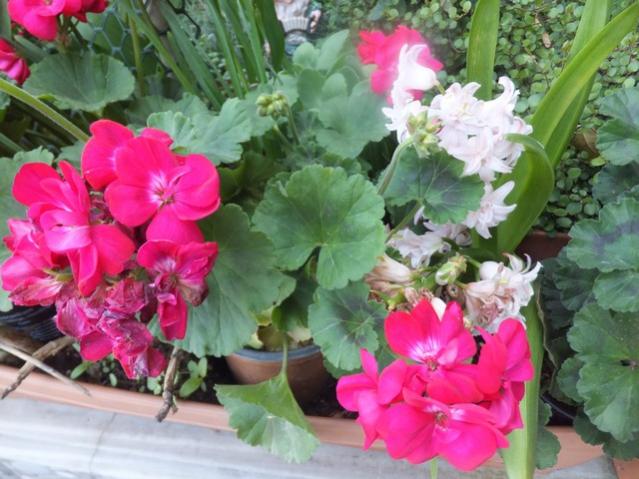 Name:  DSCF7208.jpg
Views: 248
Size:  53.3 KB