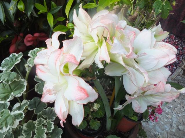 Name:  DSCF7848.jpg
Views: 216
Size:  51.0 KB