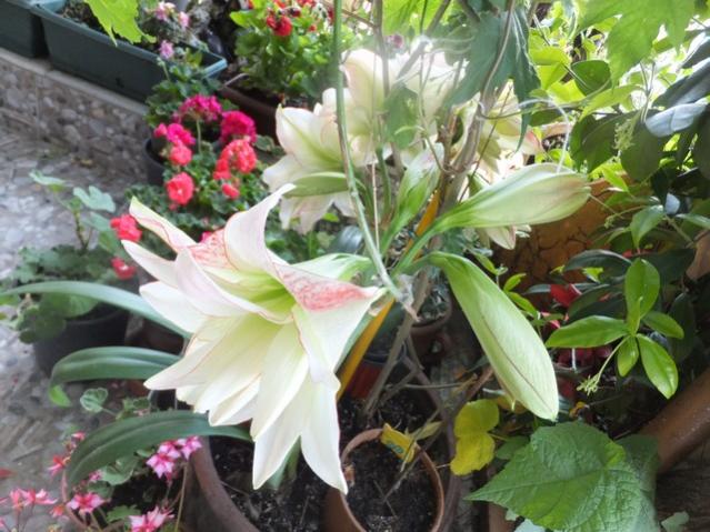 Name:  DSCF7849.jpg
Views: 198
Size:  58.1 KB
