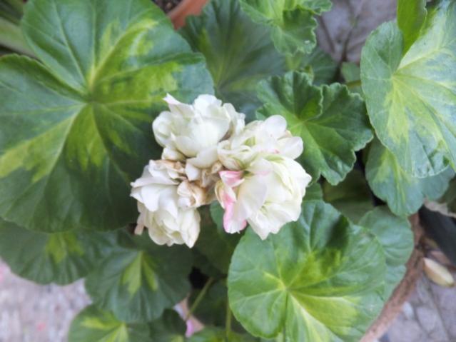 Name:  DSCF7850.jpg
Views: 206
Size:  36.5 KB
