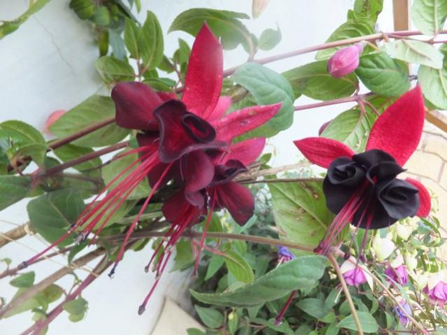 Name:  DSCF7868.jpg
Views: 217
Size:  51.0 KB