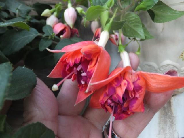 Name:  DSCF7867.jpg
Views: 456
Size:  36.0 KB