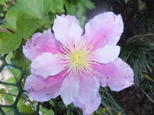 Name:  DSCF7820.jpg
Views: 437
Size:  41.3 KB