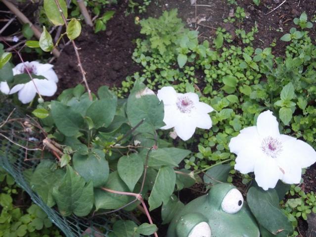 Name:  DSCF7833.jpg
Views: 444
Size:  59.1 KB