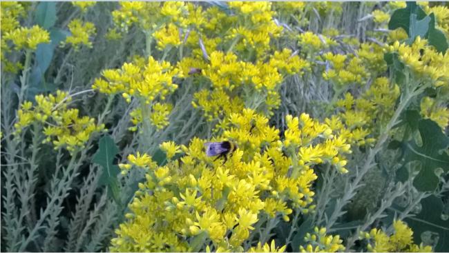 Name:  sedum bumbel 12.07.2016.jpg
Views: 628
Size:  54.9 KB