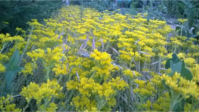 Name:  sedum 12.07.2016.jpg
Views: 637
Size:  59.3 KB