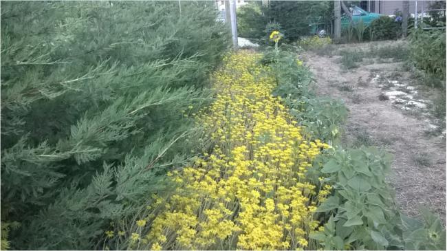 Name: sedum2- 12.07.2016.jpg
Views: 617
Size: 55.7 KB