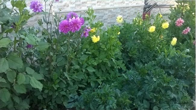 Name:  dahlia toplu 12.07.2016.jpg
Views: 625
Size:  53.6 KB