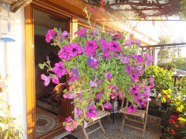Name:  DSCF7950.jpg
Views: 392
Size:  63.3 KB