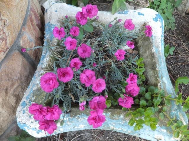Name:  DSCF7971.jpg
Views: 363
Size:  67.7 KB