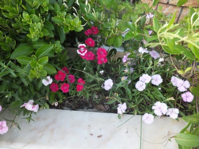 Name:  DSCF7981.jpg
Views: 374
Size:  58.5 KB