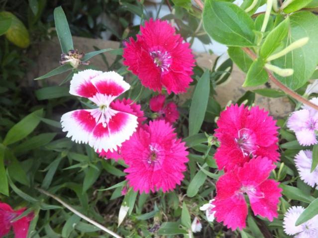 Name:  DSCF7983.jpg
Views: 387
Size:  51.5 KB