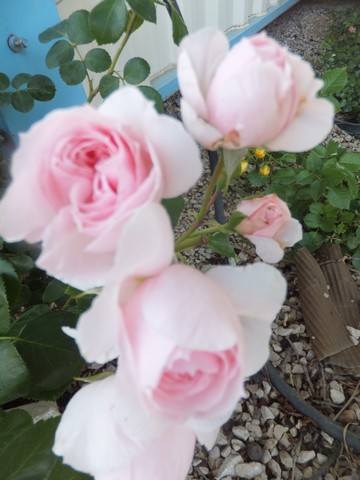 Name:  DSCF7752.jpg
Views: 337
Size:  54.3 KB