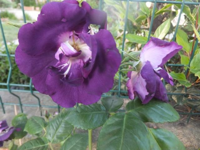 Name:  DSCF7988.jpg
Views: 322
Size:  44.4 KB