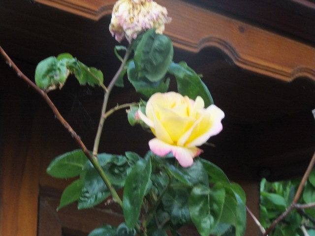 Name:  DSCF7994.jpg
Views: 331
Size:  63.6 KB