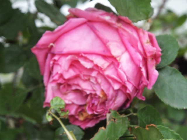 Name:  DSCF8047.jpg
Views: 324
Size:  63.8 KB