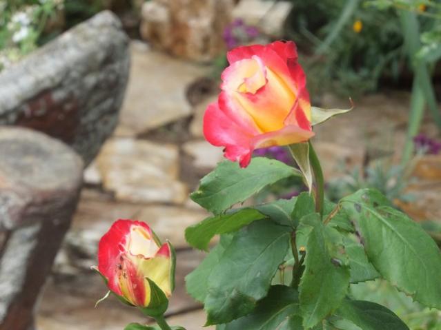 Name:  DSCF8079.jpg
Views: 320
Size:  35.4 KB
