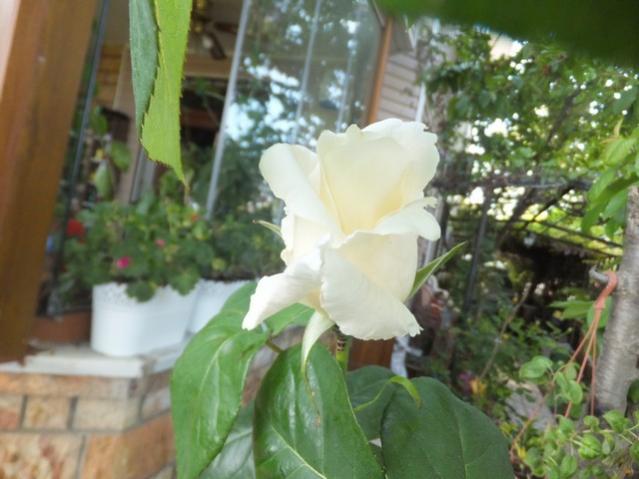 Name:  DSCF8114.jpg
Views: 321
Size:  41.9 KB