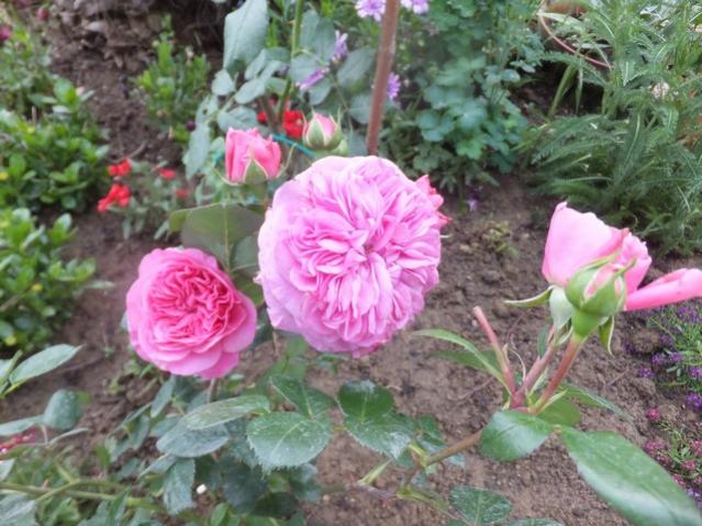 Name:  DSCF8137.jpg
Views: 325
Size:  59.2 KB