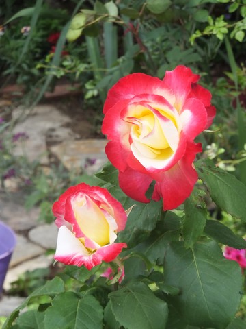 Name:  DSCF8165.jpg
Views: 320
Size:  57.7 KB