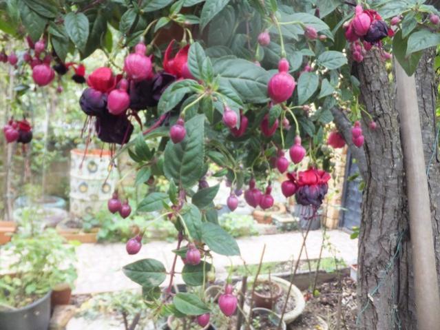 Name:  DSCF8192.jpg
Views: 333
Size:  60.8 KB