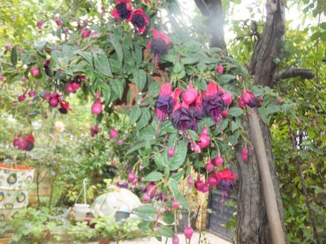 Name:  DSCF8195.jpg
Views: 316
Size:  67.2 KB
