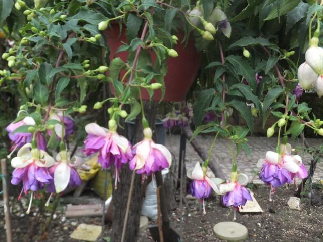 Name:  DSCF8203.jpg
Views: 317
Size:  59.0 KB