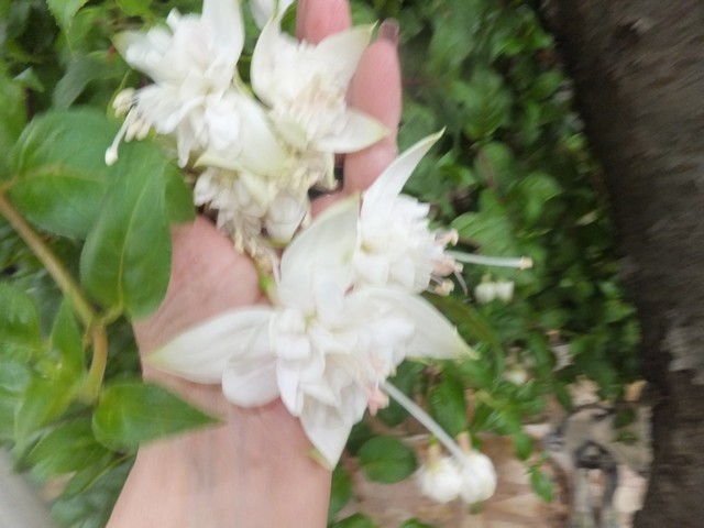 Name:  DSCF8217.jpg
Views: 331
Size:  68.7 KB