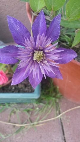 Name:  clematis.jpg
Views: 495
Size:  23.0 KB