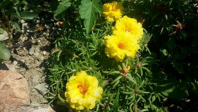 Name:  ipek1.jpg
Views: 506
Size:  53.4 KB