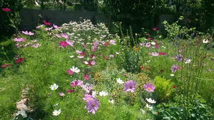 Name:  cosmos.jpg
Views: 518
Size:  35.6 KB