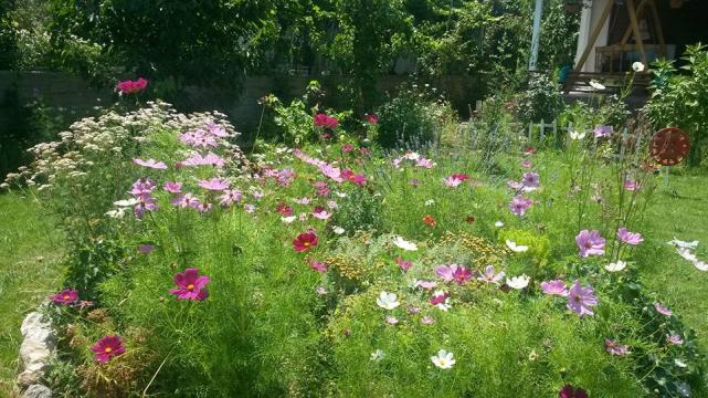 Name:  cosmos1.jpg
Views: 541
Size:  70.9 KB