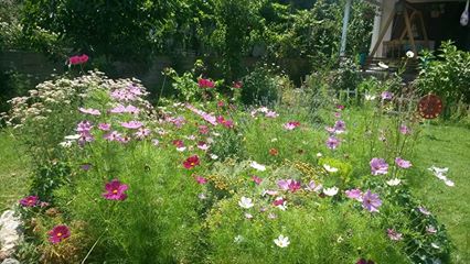 Name:  cosmos2.jpg
Views: 513
Size:  35.9 KB