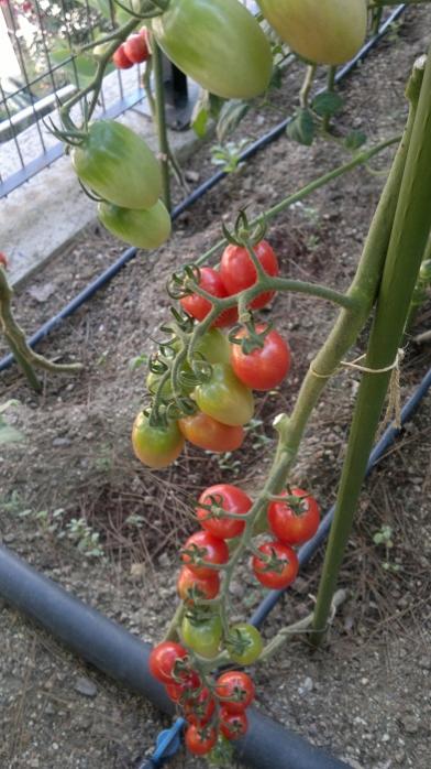 Name:  2016-07-17-1786.jpg
Views: 580
Size:  54.7 KB