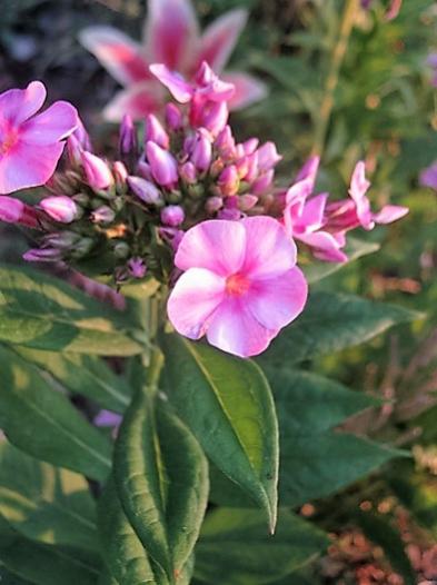 Name:  phlox.jpg
Views: 459
Size:  32.9 KB