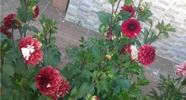 Name:  krmz-beyaz dahliya - 17.07.2016.jpg
Views: 526
Size:  44.5 KB