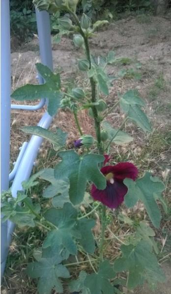Name:  fatmagl - 17.07.2016.jpg
Views: 548
Size:  38.2 KB
