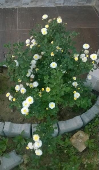 Name:  kasmpat 17.07.2016.jpg
Views: 484
Size:  34.6 KB