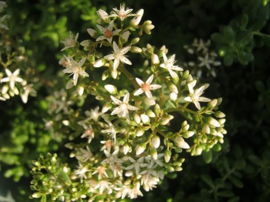 Name:  sedum.jpg
Views: 736
Size:  39.0 KB