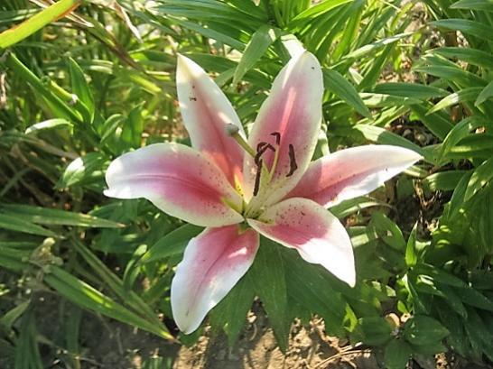 Name:  a101 liliumu.jpg
Views: 735
Size:  49.2 KB