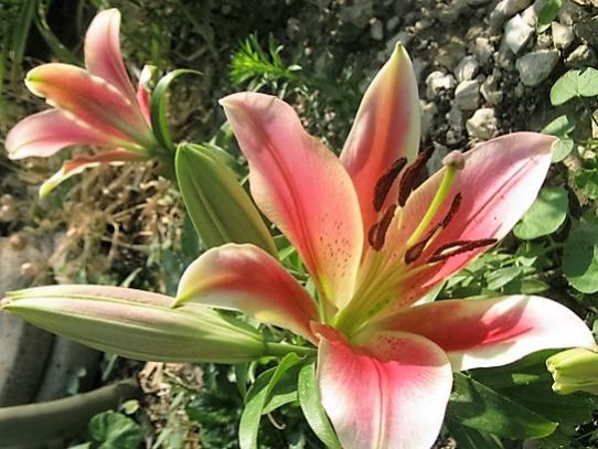 Name:  alys stargazer l..jpg
Views: 734
Size:  46.5 KB