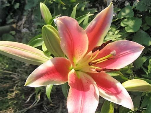 Name:  alys stargazer l1..jpg
Views: 710
Size:  36.1 KB