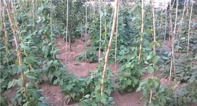 Name:  barbunya 20.07.2016.jpg
Views: 489
Size:  61.3 KB