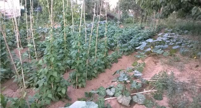 Name:  barbunya-kabak 20.07.2016.jpg
Views: 427
Size:  58.4 KB