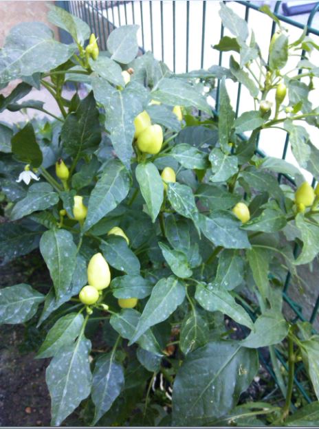 Name:  bbi3.JPG
Views: 317
Size:  67.9 KB